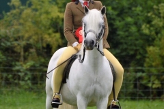 Tori Thomas Horse:Pony Pantycoed Silver Charm