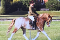 Hannah Horton and Settvalley The Gladiator