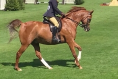 Amanda-Miller-and-Venus-Virtuoso