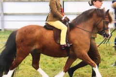 Waitwith Santana ridden by Grace Cannon