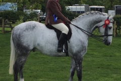 Glenda Gosling rider Faraon De la Diligence