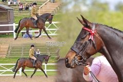 Chantel-Searle-Horse_Pony-Shovern-Nutella