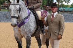 Jane-Hemmings-Horse_Pony-The-boss