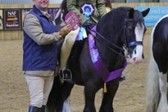 Libby-biggar-Horse_Pony-Preto