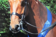 DRAGONS DEN and Helen Cowley