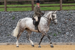 Anna-wills-Horse_Pony-Carnsdale-royal-constance