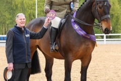 Rachel-Hulse-Horse_Pony-Roll-the-Dyce