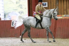 Stephanie zebedee Horse Pony Maya Joharra
