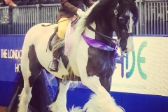 Lacey smith and Domino Flashy Lad