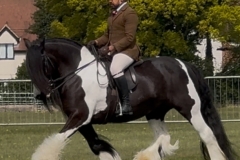 Liam-Morrison-Horse_Pony-Miss-Maggie-Mae