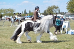 Sian-warman-Horse_Pony-Stanray-Xrated