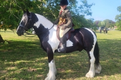 Thea-Selvey-Horse_Pony-Wrenny