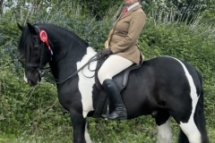 Vanessa-Boiling-Horse_Pony-Kentchurch-Statesman