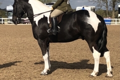 Hollie-crowe-and-Higherview-king-of-the-ring