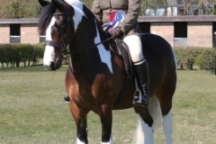 Kimberly-Maw-Horse_Pony-Lakeview-Buddy