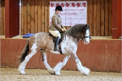 Megan-baker-Horse_Pony-Acresdale-skyla