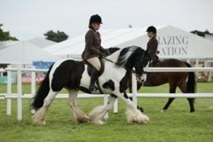 Beth-Pritchard-Horse_Pony-Wizard-of-Oz