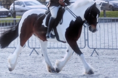 Emma-Nodder-Horse_Pony-Gladsteal-Malbec