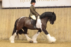 Evie-Pearson-Horse_Pony-Llyn-Rhyn-Krystal