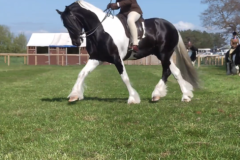 Harper-casey-Horse_Pony-Supernova