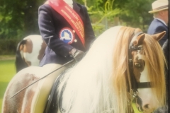 Ottillie-Simmonds-Horse_Pony-The-Rag-N-Bone-Man