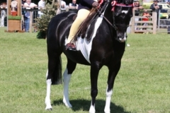 Pearl-wheat-Horse_Pony-Drakelands-at-britts