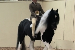 Suzy-Boo-Beechey-Horse_Pony-Whos-That