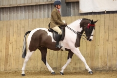 Harriet-Richardson-Horse_Pony-Prince-of-Roque