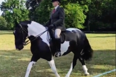 Sarah-knight-Horse_Pony-Dorris-Day