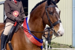 Megan-sweeting-Horse_Pony-Tullabeg-Marvel