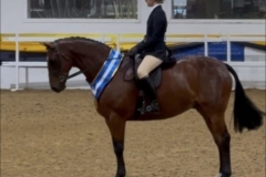 Ellie-Harrington-Horse_Pony-Spirit-king