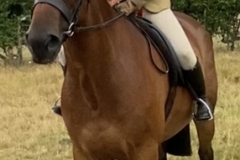 Tara-Robinson-Horse_Pony-Mr-Cummins