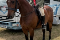 Kathryn-shorto-Horse_Pony-Bersham-Dragon-Fly