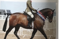 Glen-Allen-and-Greylands-Ace-High