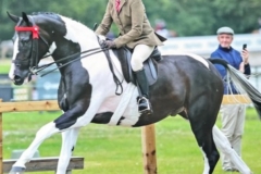 Harriet-Richardson-Horse_Pony-Prince-of-Roque