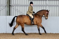 Suzi-ayres-Horse_Pony-West-Country-samurai