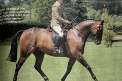 Glen-Allen-and-Greylands-Ace-High