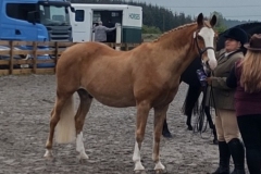 Ailsa-macdonald-and-Storm-dancer