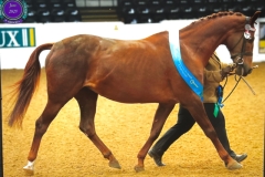 Donna-Hoe-Horse_Pony-Whinfell-Sweet-Talk