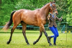 Emma-Barrow-Horse_Pony-Royal-sovereign