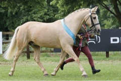 Gabriella-cox-Horse_Pony-Wolfgang-golden-symphony