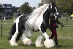 Lacey-smith-Horse_Pony-Domino-Bad-Boy