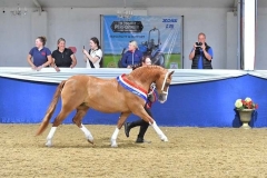 Lisa-Mewes-Horse_Pony-Glynwyn-Fine-and-Dandy