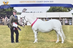 Michelle-prentice-Horse_Pony-Vervale-Goddess