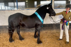 Tara-Robinson-Horse_Pony-Hedgethorpe-April-Morning