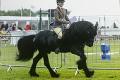 Georgie-Lewis-Roberts-AND-Waverhead-Dazzler-II