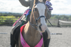 Ailsa-Macdonald-Horse_Pony-Storm-Dancer