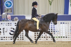 Myles-Hartland-Horse_Pony-Collstone-bonanza