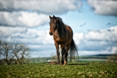 Horse and Sign