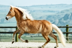 Steve Wake - Wakes World